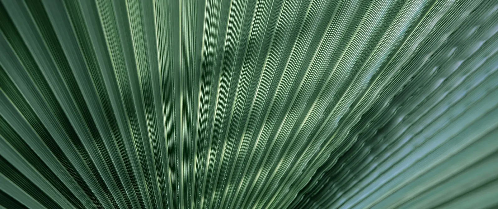 Close-up of green palm leaf with visible lines, inspired by nature in Magnolia TX.